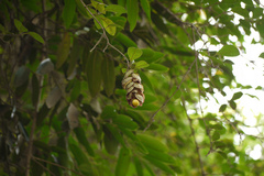 Gmelina philippensis